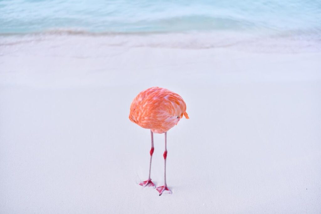 flamingone ~ The photo that won the AI contest by Miles Astray. Check the link above the image.